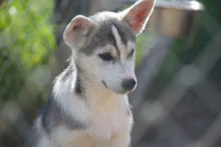 adorable future sled dog