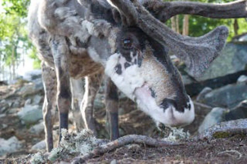 A reindeer in arctic Norway