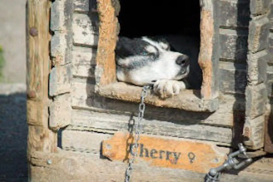 A dog sleeps in a dog house with the name plate Cherry at the Snow Hotel in Kirkenes, Norway