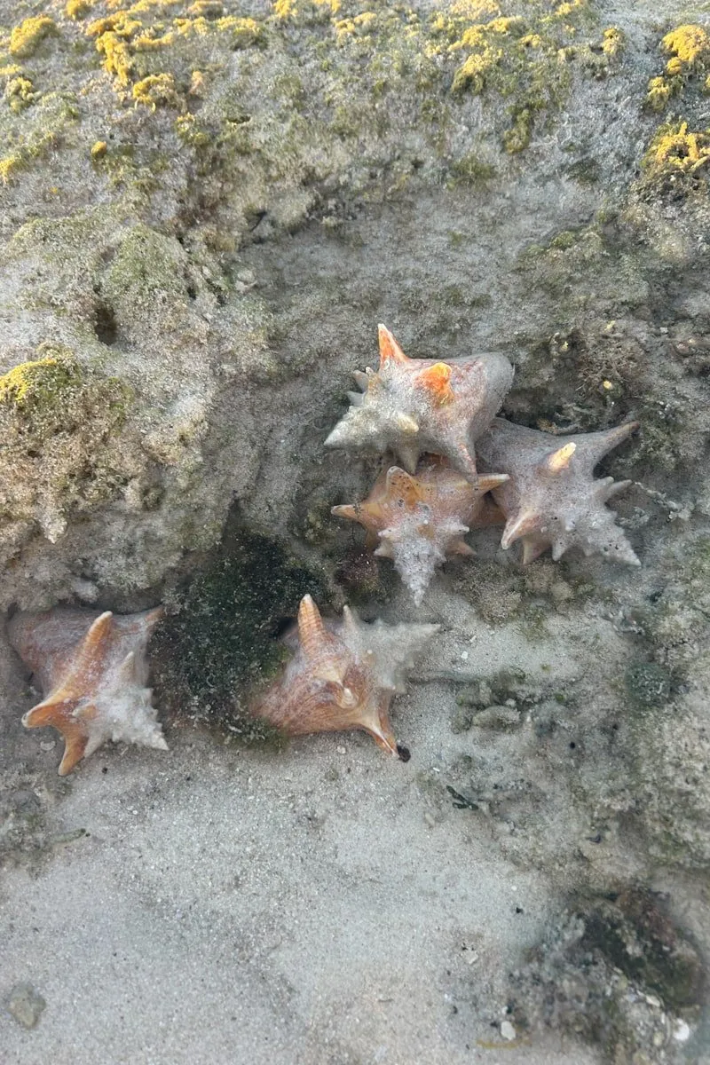 Conch shells