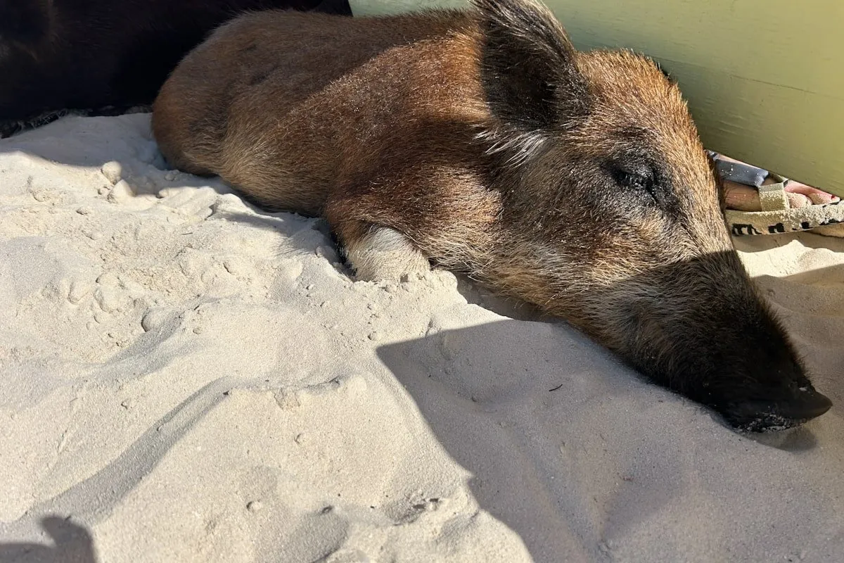 pig dozing in the sand in Bahamas