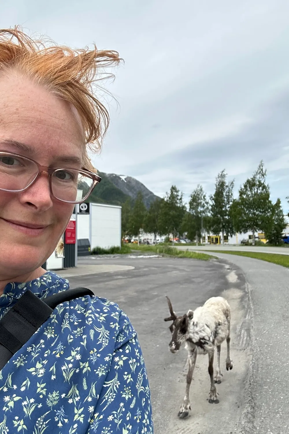 A woman smiles warily while being followed down a rural Norwegian road by a young reindeer.